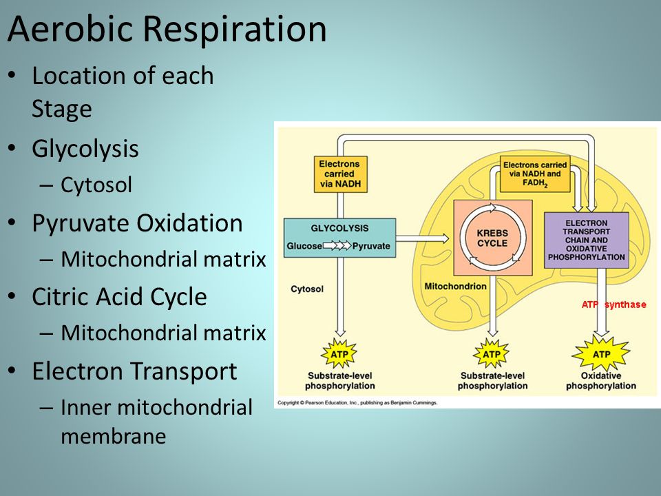 what part of the cell does beta oxidation take place